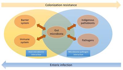The microbiota: a crucial mediator in <mark class="highlighted">gut homeostasis</mark> and colonization resistance